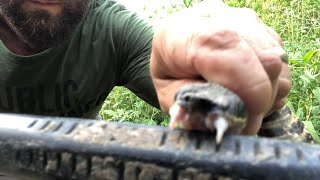 Cottonmouth Viper Bite