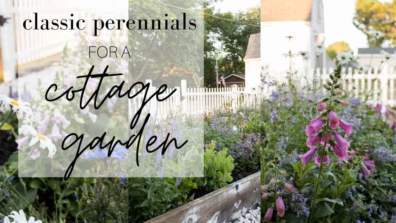 Classic Perennials for a Cottage Garden