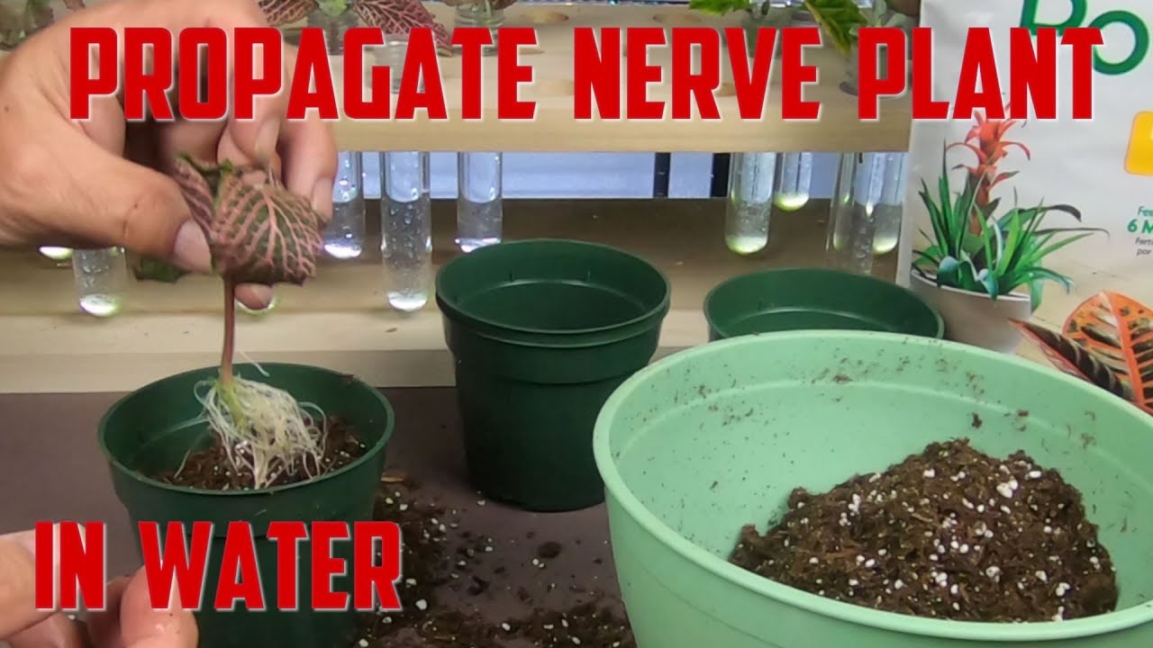 How to Propagate a Nerve Plant?