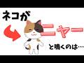 【雑学】ネコがニャーと鳴く可愛すぎる理由！誰かに話したくなる動物雑学