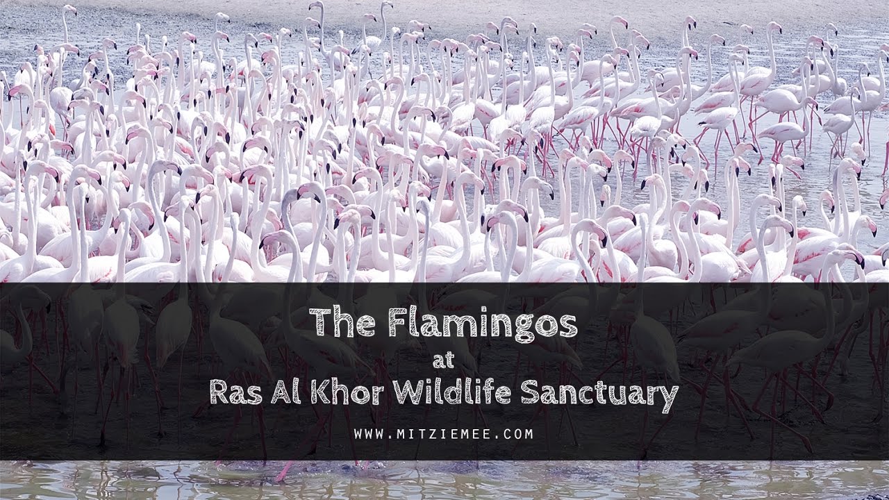 The flamingos at Ras Al Khor Wildlife Sanctuary - YouTube