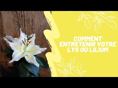 Vidéo: Comment prendre soin des lys après la floraison : les secrets de la culture