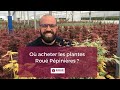 Vous souhaitez acheter les plantes rou ppinires 