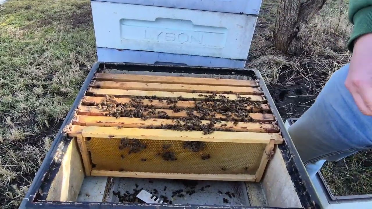 ОБЛЁТ ПЧЕЛ. ПЕРВЫЙ В ЭТОМ ГОДУ.