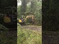 Tree Cleanup