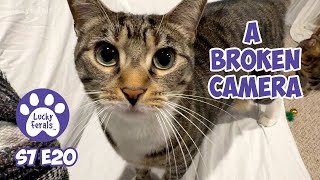 New Laser Pointer Toys, A Broken Camera  S7 E20  Lucky Ferals Cat Vlog  Life With 11 Cats
