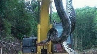 Video menangkap ular anaconda terbesar di hutan kalimantan