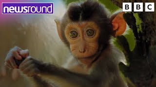 David Attenborough series on how animals are coping with climate change | Newsround