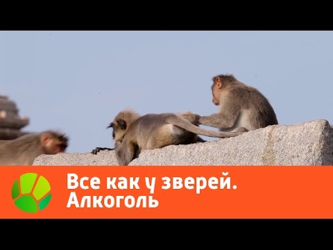 Все как у зверей. Алкоголь | Живая Планета