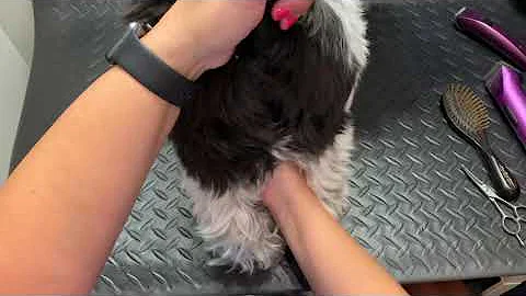 ShihTzu bum trim