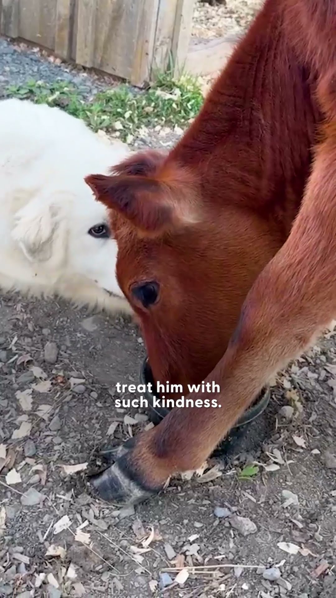 Rescued Baby Cow's First Friends Are Two Huge Puppies | The Dodo