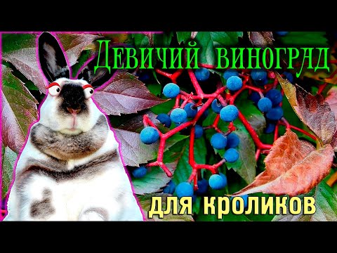 Девичий виноград кроликам