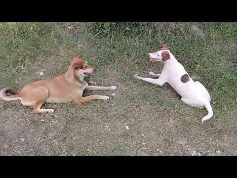 Mother dog playing with her daughter pups/Hot day in mountains/Summers #anime #uk #viral #dog #vlog