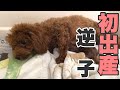 【犬出産動画】トイプードル初出産も逆子と前代未聞のスピード?!ブリーダー