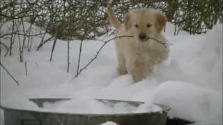 Adorable Golden Retriever Puppies in the Snow!