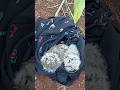 mencari burung di pohon   #fyp #bolang #youtubeshorts #lewatberanda