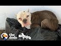 Starving Pittie Found Lying On Top Of Trash | The Dodo Pittie Nation