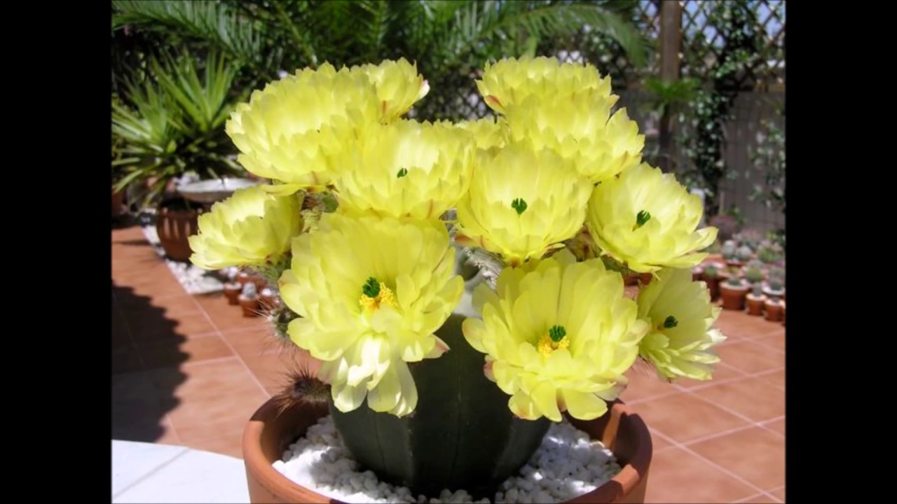 Cactos Gigantes - Saguaro - thptnganamst.edu.vn