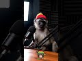 Rastamonkey Podcast 07 Rastamonkey Rassbsaivibes Rastamonkey Podcast 07 Rastamonkey Rassbsaivibes