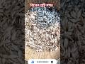 বিলের পুটি মাছ। #fish #bassfish #bass #fishingvideo #fishing #fishinglife #reels #virall_video