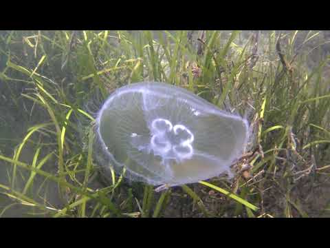 Аурелия ушастая, чудесная медуза Крыма! (Не опасная)