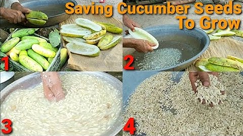 How To Save Cucumber Seeds To Grow | How To Collect Cucumber Seeds - Saving Your Own Vegetable Seeds