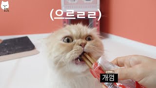 a cat eat 'dog chew' and growling like a dog by 나는 아재다 I'm AJE 20,442 views 3 years ago 4 minutes, 11 seconds