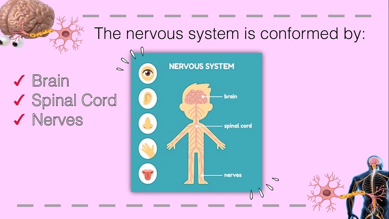 The Nervous System - YouTube