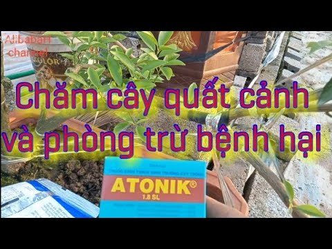 Video: Derain Trắng 