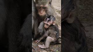 Eleanor seeking milk #monkey #shorts