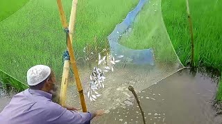 Traditional Flood Water Fishing-Country Fish Catching From Flooded Rice Field