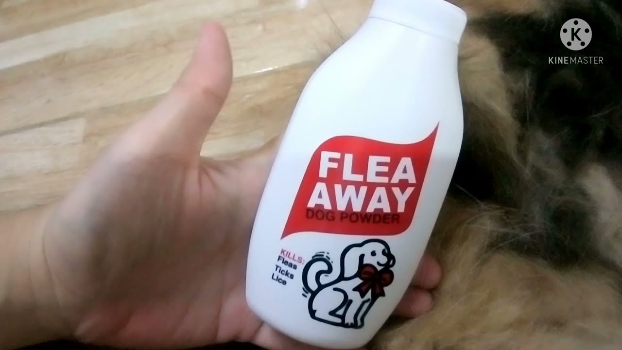 Flea Away Powder for Cats and Dogs YouTube