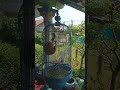 Sound sleeping head😍#birds #lovebirds #parrot #cute #lovebird #funnyvideo #kicaumania