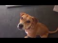 Dog Training | Off leash recall, distractions and place duration | Solid K9 Training Dog Training Dog Training | Off leash recall, distractions and place duration | Solid K9 Training Dog Training