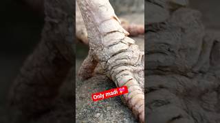 Its My Favourite Aseel Madi Its Ready For Breeding, Say Mashallah