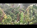 Coffee tree blooming@wayanad #beautiful#viralvideo #viralviews
