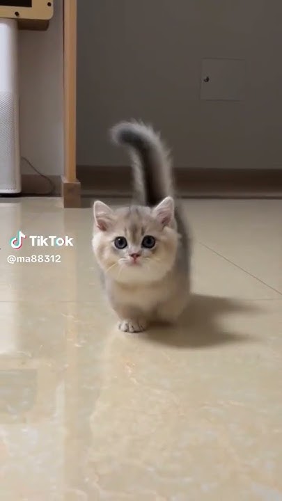 милашка💗 #шортс #shorts #котики - YouTube