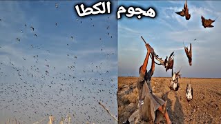 اجمل فديو صيد طائر الكطا اعداد خياليه ملايين.Iraqi cat hunting