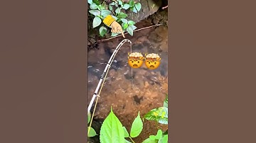 Câu cá lóc vây xanh #fishing #cauca