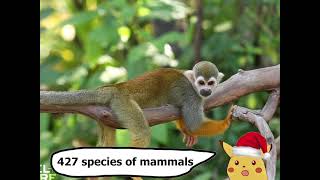 Rainforests Basics (with pets)