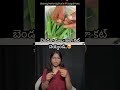 బెండకాయలు ఇలా కట్ చెయ్యాలంట🙄#viralvideo #shorts #viralreels #viralshorts #reaction #ytshorts #viral