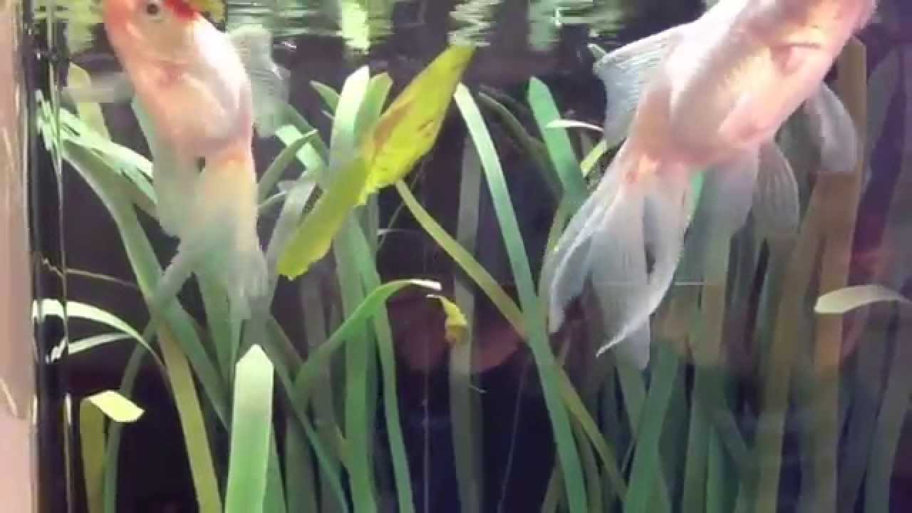 ASMR Fish Tank Compilation with Bubble Sounds YouTube