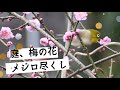 【庭の梅の木】満開の梅と花に夢中にメジロさん