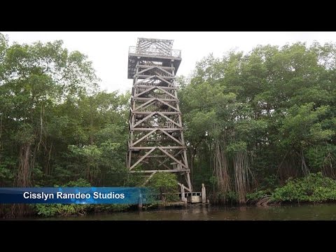 What is the history of Caroni Swamp?