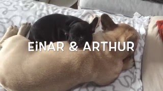 Adorable frenchie puppy and his brother napping! by einarthefrenchie 1,711 views 7 years ago 1 minute, 6 seconds