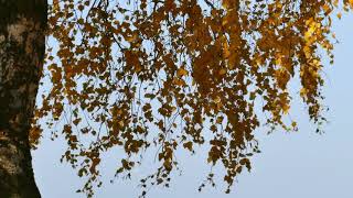Falling yellow leaves from birch