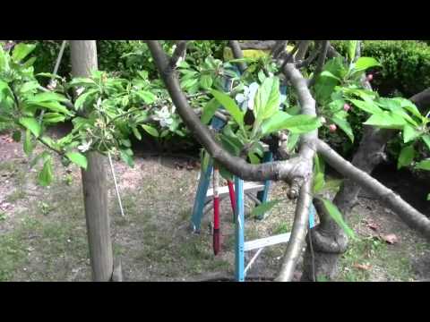 Video: Apple Tree Pruning. Part 2