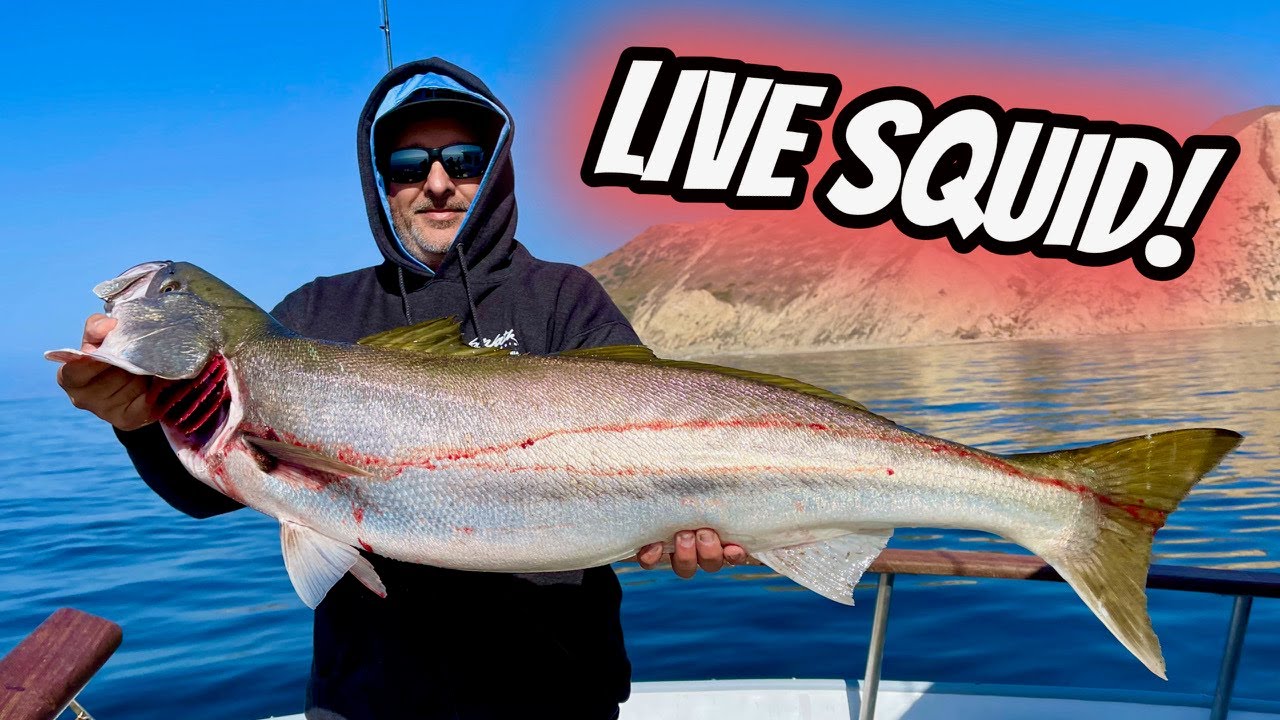 WHITE SEA BASS Fishing Aboard the ALOHA SPIRIT! (LIVE SQUID!)
