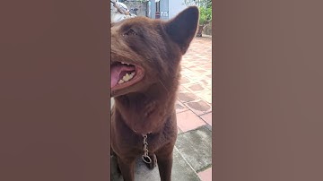 Vietnamese dog chó mông cộc đuôi bản địa Việt nam