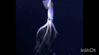 toy phone ay ay ay 4